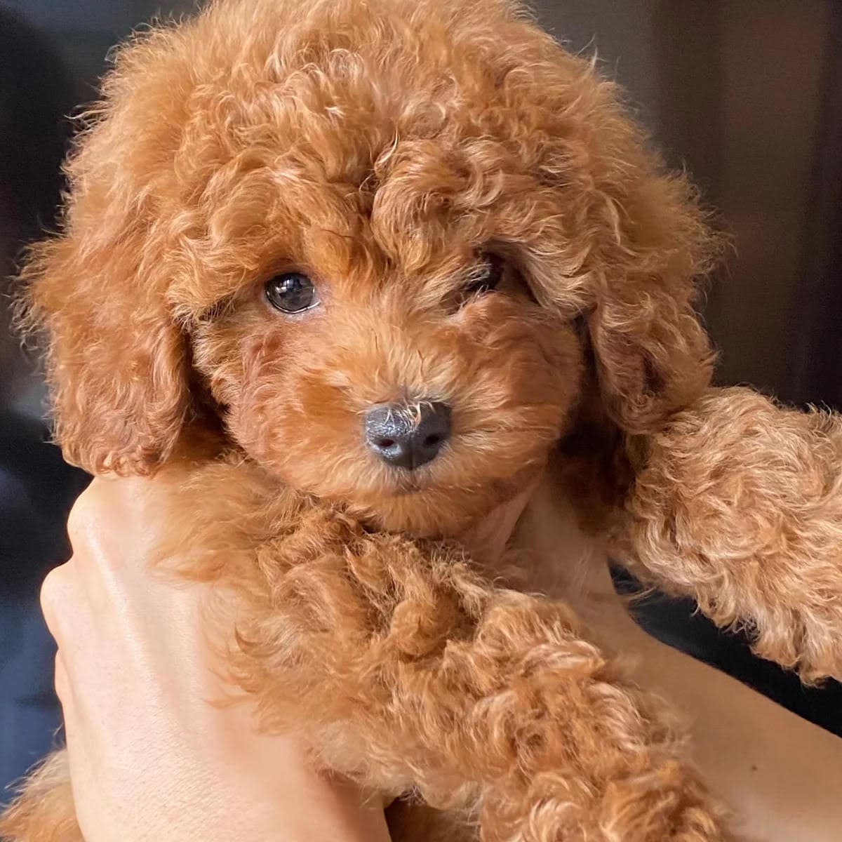 ¿Vale la pena Caniche Toy del Nilo? Opiniones Caniche Toy del Nilo de adoptantes reales